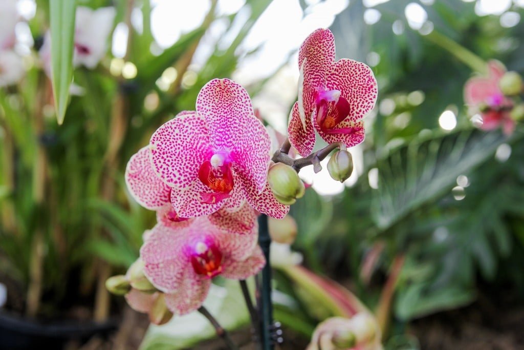 orchid delirium powell gardens