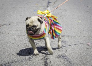 Pride Fest Parade 5567