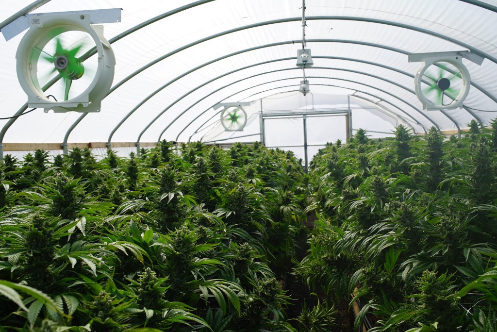 Large Legal Marijuana Farm Professional Commercial Grade Greenho