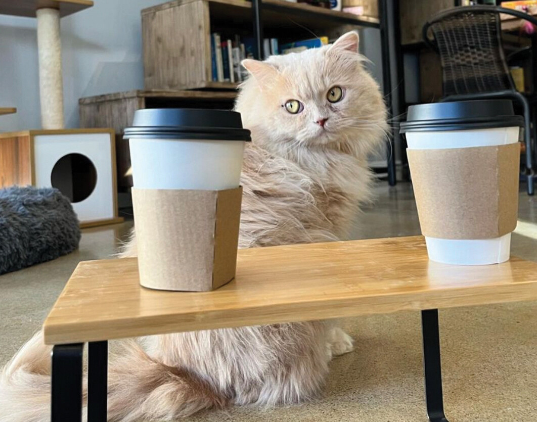 Mise en Place Whiskers Cat Café’s Audrey Boese pours lattes, love, and