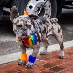 Pride Fest 2023 1204