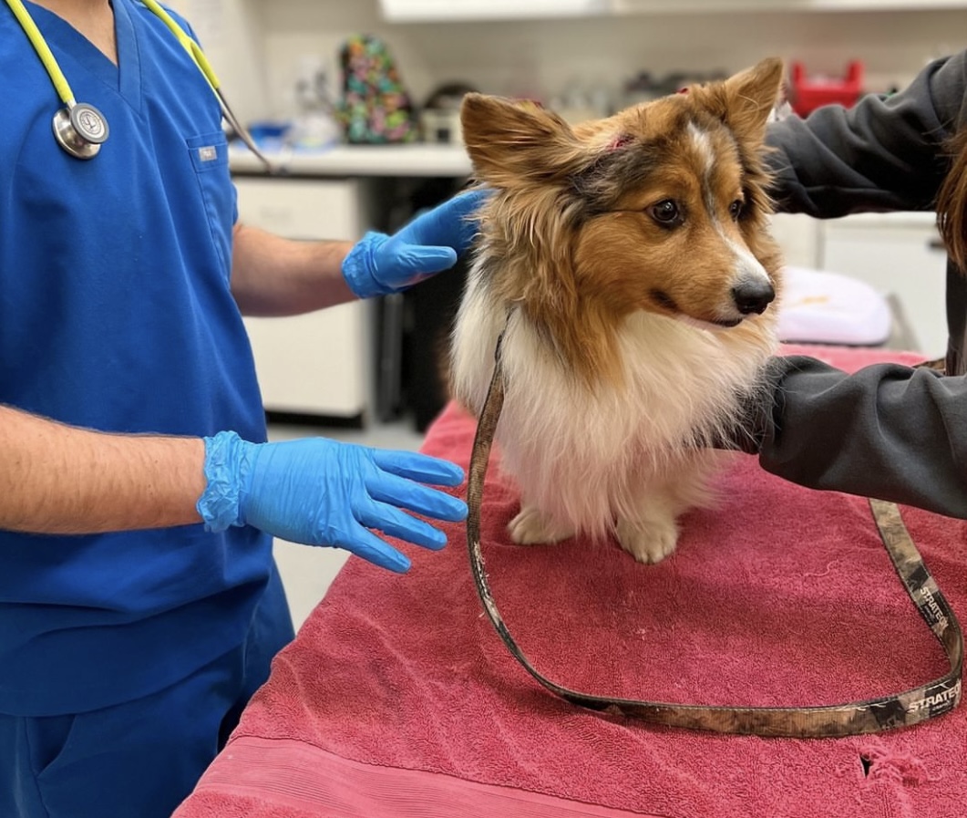 Pet Resource Center of Kansas City makes strides in providing