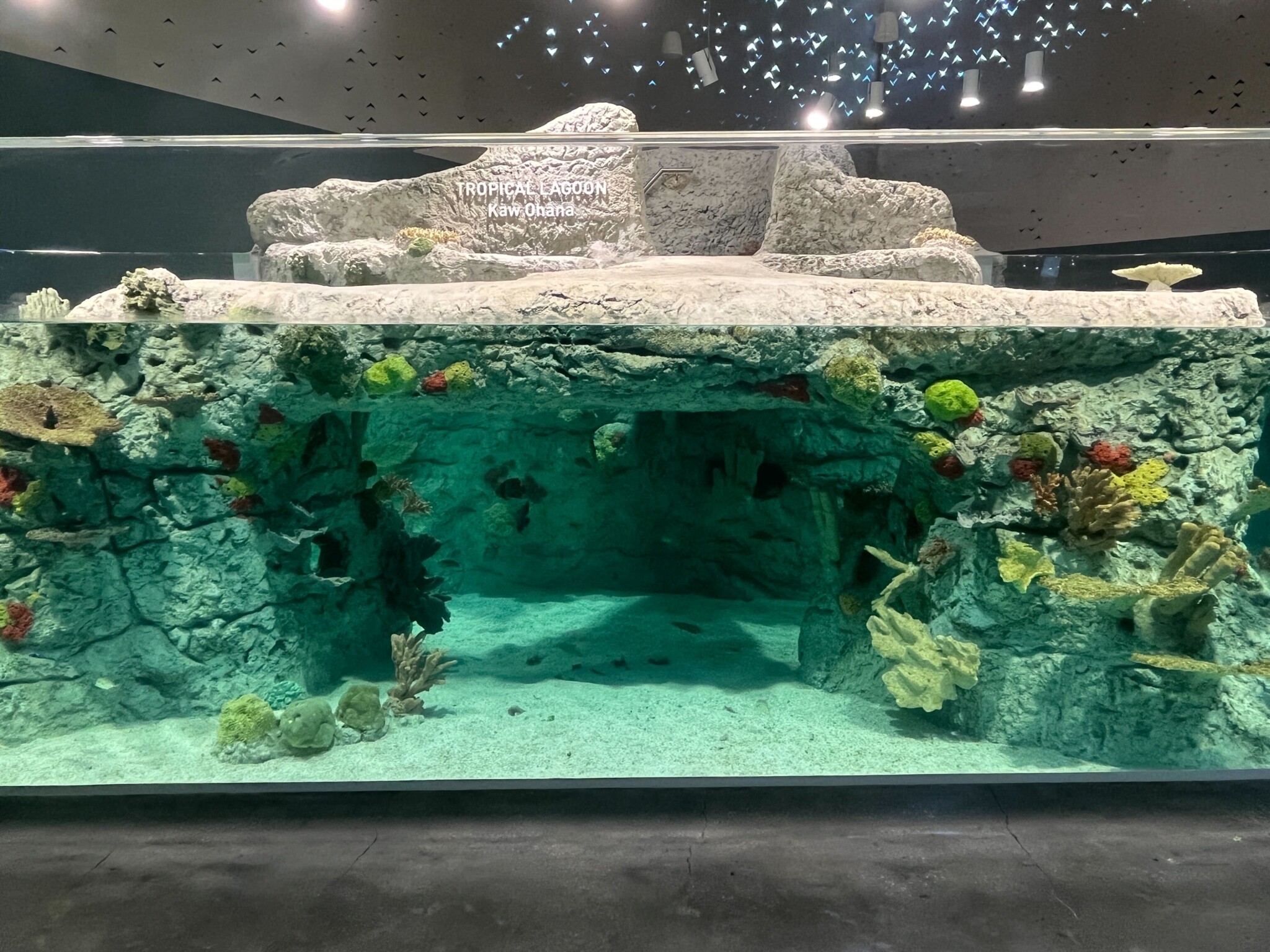 Kansas City Zoo reveals Sobela Ocean Aquarium in public opening event