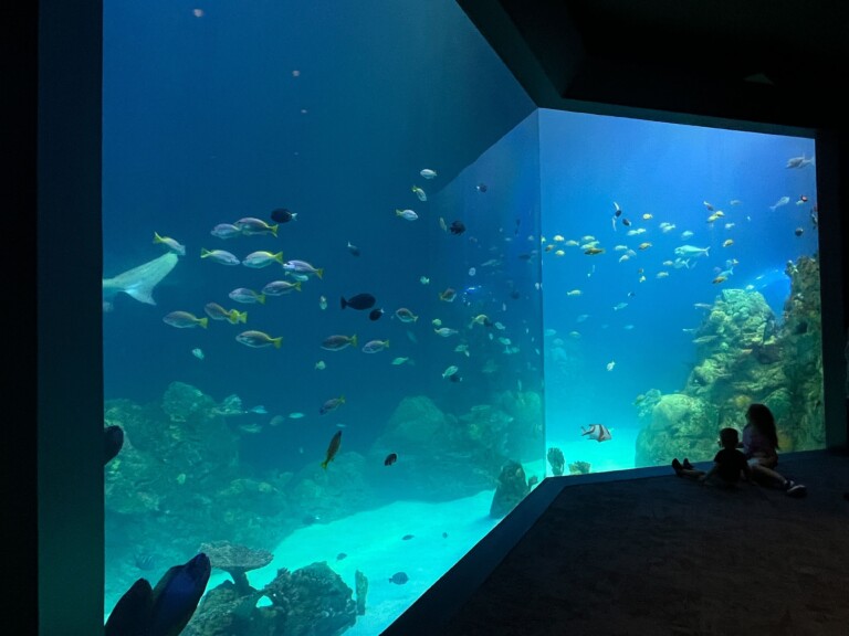 Kansas City Zoo reveals Sobela Ocean Aquarium in public opening event