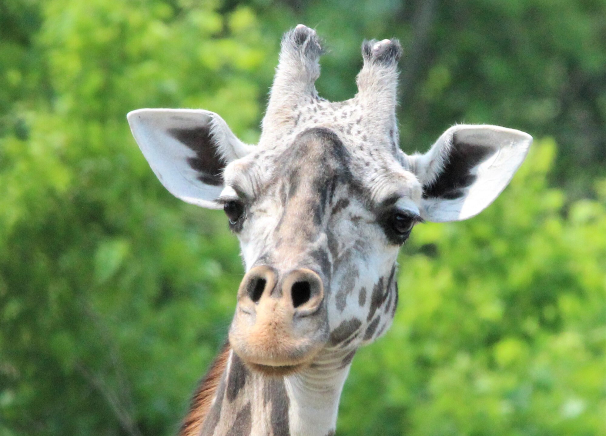 America's oldest Masai giraffe dies in Kansas City Zoo at 29