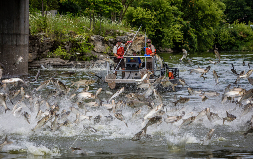 Silver Carp Jumping Fox River 2048x1292