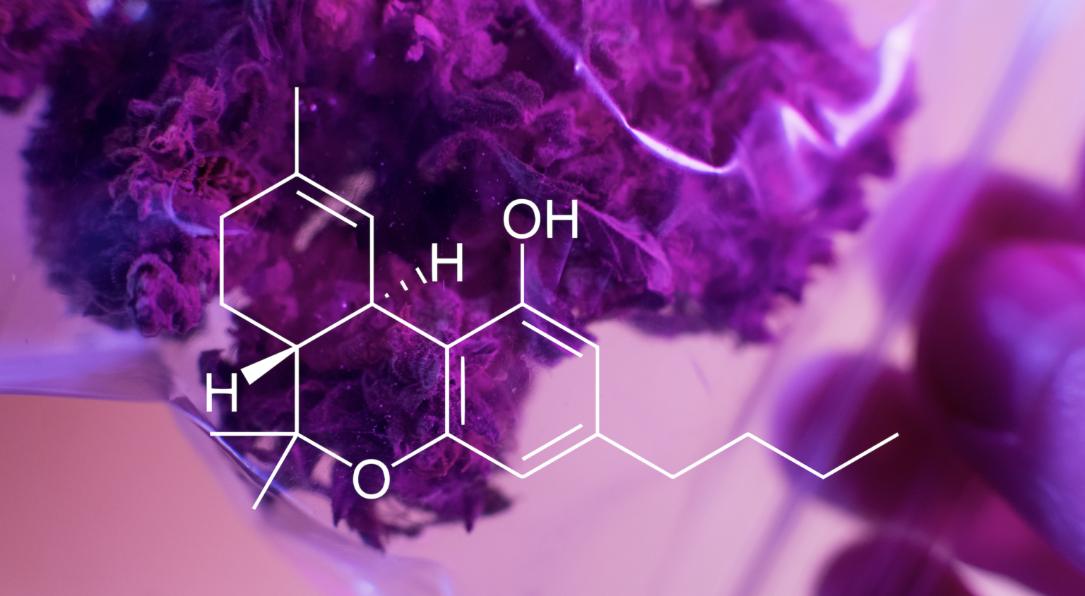 confusion-between-thc-and-thca-explained-new-loophole-exposed