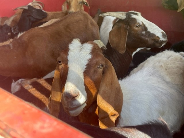 Goat Image 2