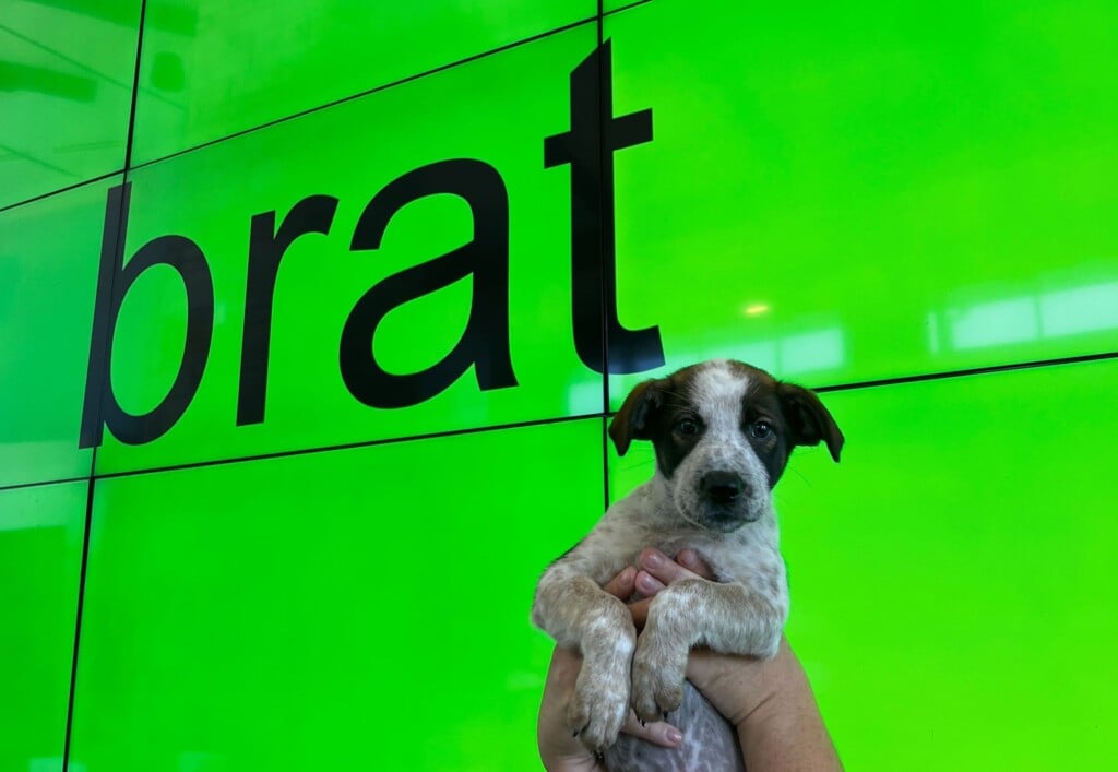 Brat Puppy