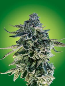 Fruit Gusherz Vivid 2