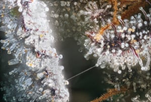 Maple Nectar 5x Macro