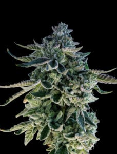 Fruit Gusherz Vivid