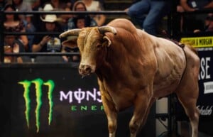Pbr Kc Oct 6th 25 162