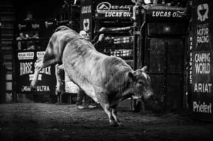 Pbr Kc Oct 6th 25 173
