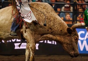 Pbr Kc Oct 6th 25 113