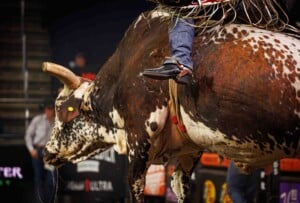 Pbr Kc Oct 6th 25 118