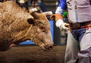 Pbr Kc Oct 6th 25 115