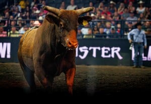 Pbr Kc Oct 6th 25 68