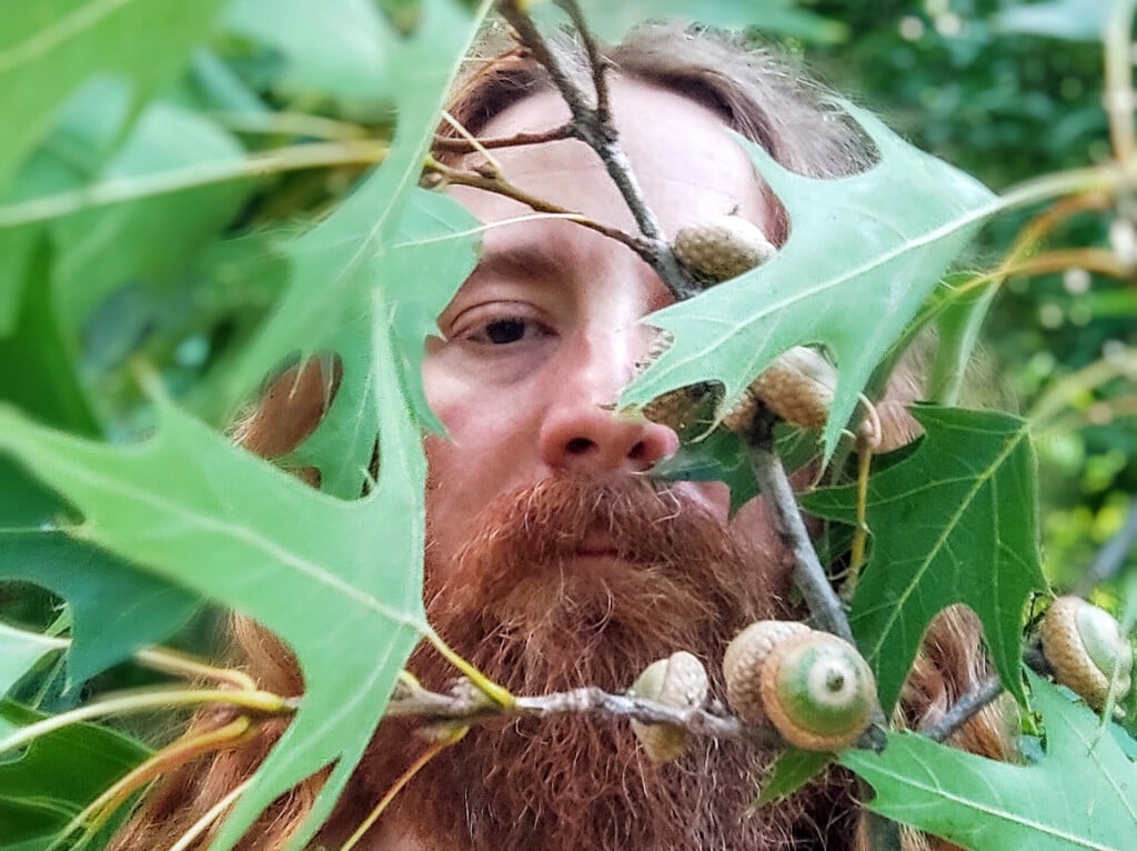 Dandy Oak Leaves Promo