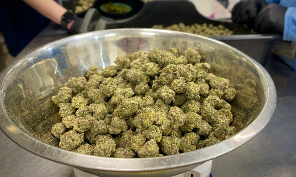 Cannabis Illicit Gardens Scaled E1792522616308 2048x1229