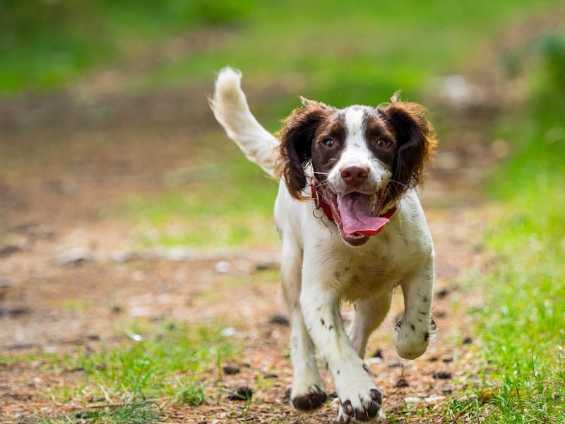 happy dog running, for article on questions to ask when getting a pet
