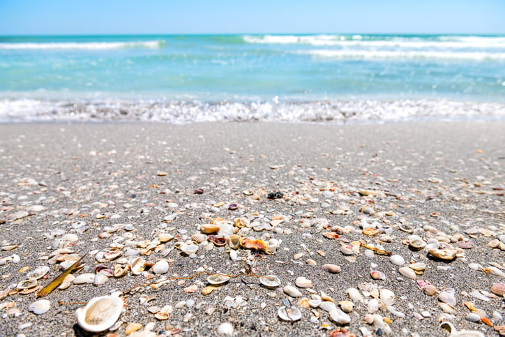 sanibel island beach covered in seashells