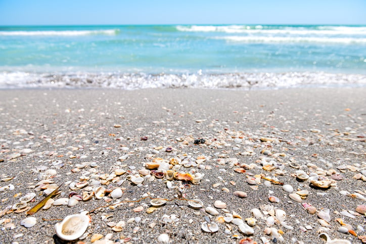 Tropical Seashell Treasures of Florida