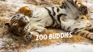 Zoo Buddies: Head, Haunches, Tails & Toes ¬ Winter (3yo-to-pre-K class) @ Tulsa Zoo | Tulsa | Oklahoma | United States