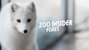 Zoo Insider: Foxes (6-8 grade session) @ Tulsa Zoo | Tulsa | Oklahoma | United States