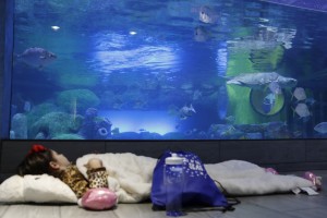ZZZs in the Seas @ Oklahoma Aquarium | Jenks | Oklahoma | United States