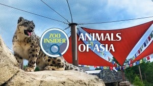 Zoo Insider: Animals of Asia (9-12 grade session) @ Tulsa Zoo