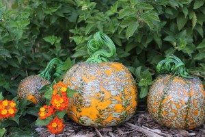 Pumpkin Patch @ McClure Park | Tulsa | Oklahoma | United States