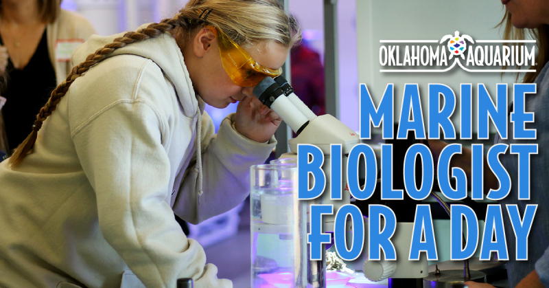 Oklahoma Aquarium Camp—Marine Biologist for a Day