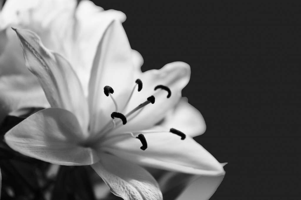 White Lily on black background, for article on pregnancy loss