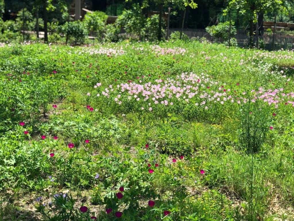 Wildflower Meadow At The Gathering Place Mak