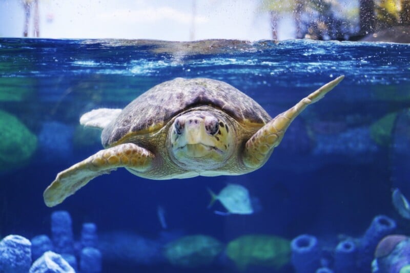 Oklahoma Aquarium