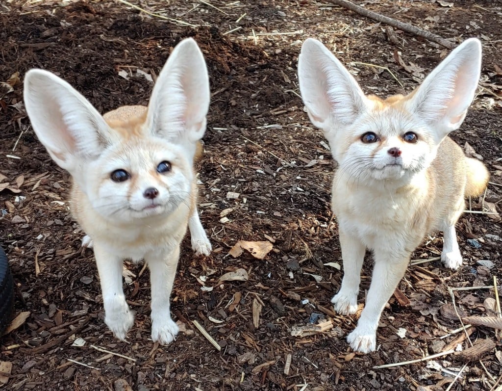 fennec foxes at tulsa zoo