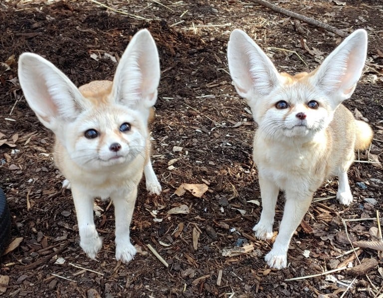 the fennec fox have Fennec pet foxes petsforchildren