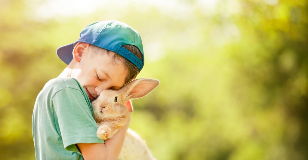 The Boy And Rabbit