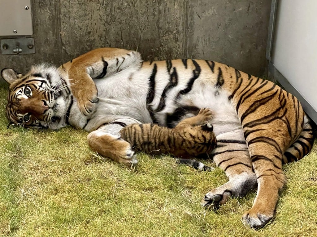 Tiger cubs at the Zoo