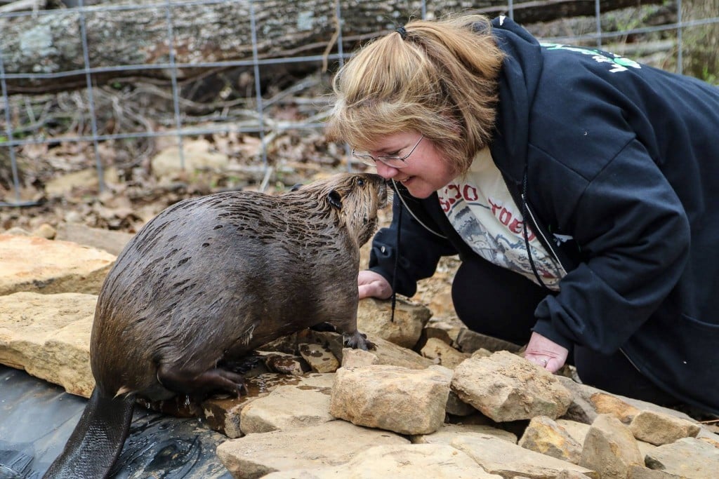 annette m. king greets a beaver
