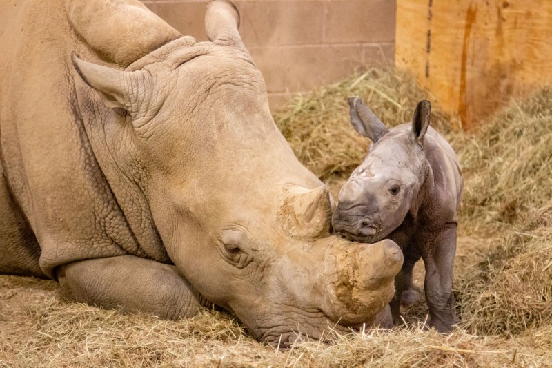 White Rhino Born at Tulsa Zoo - TulsaKids Magazine