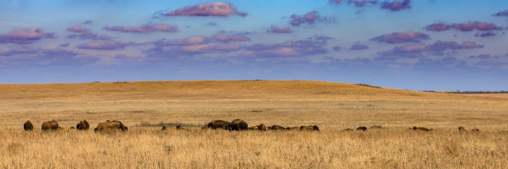 View Of The Tallgrass Prairie Preserve With A Herd Of Bison In Pawhuska, Oklahoma
