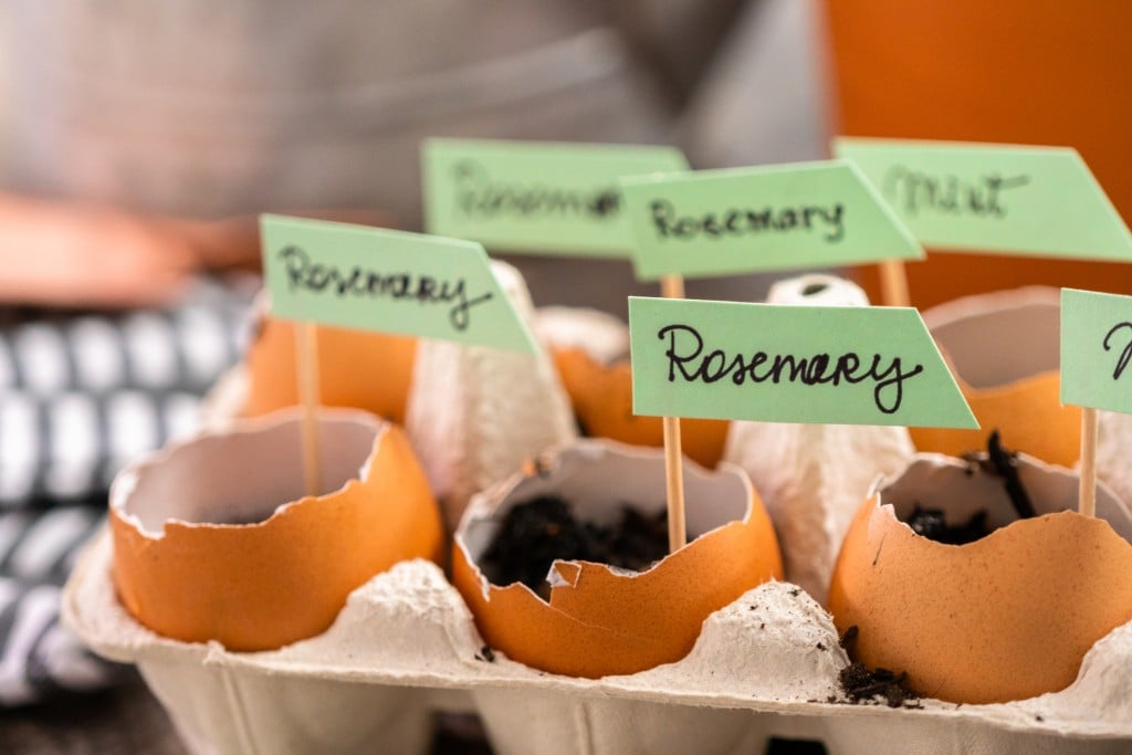 Plantings Seeds In Eggshells And Labeling Them