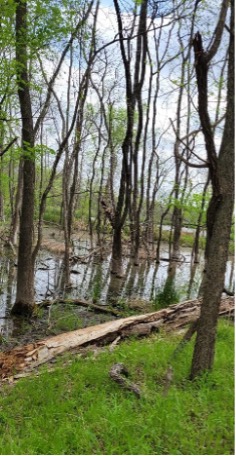 Oxley Nature Center trees in standing water