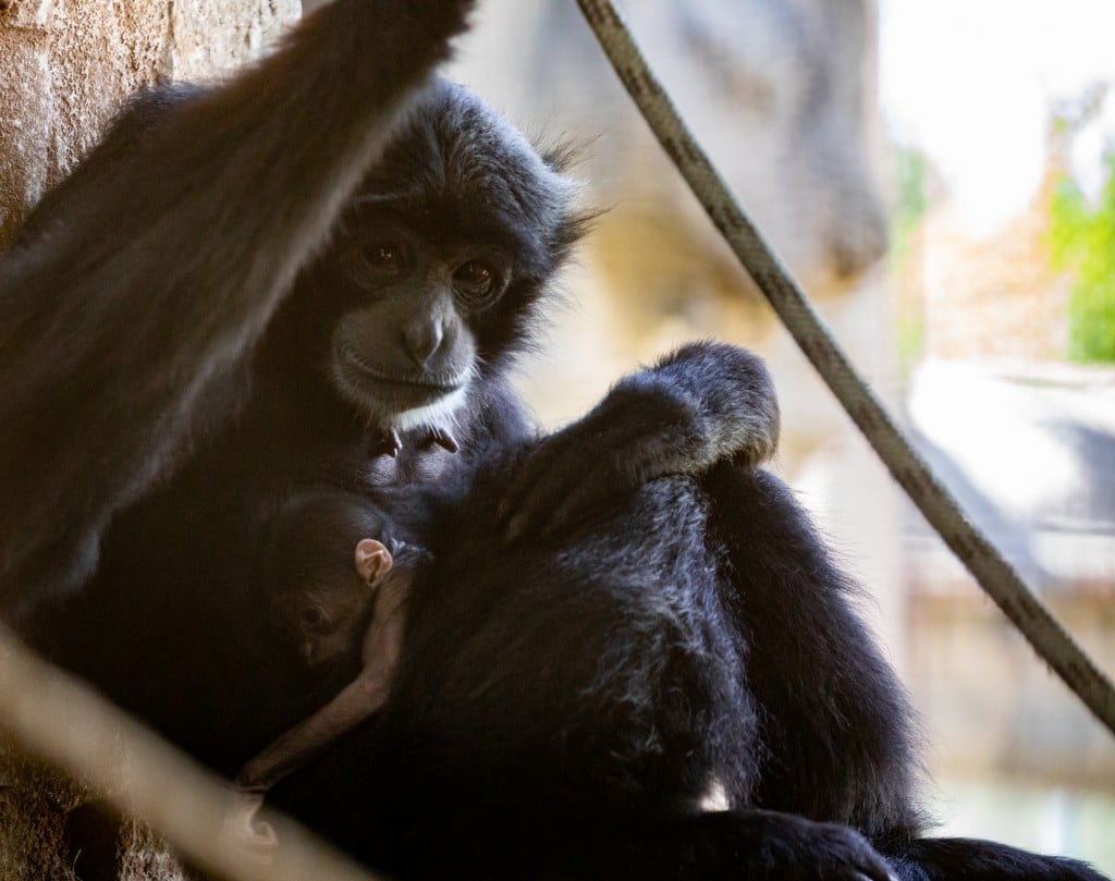 siamang mother and baby at tulsa zoo