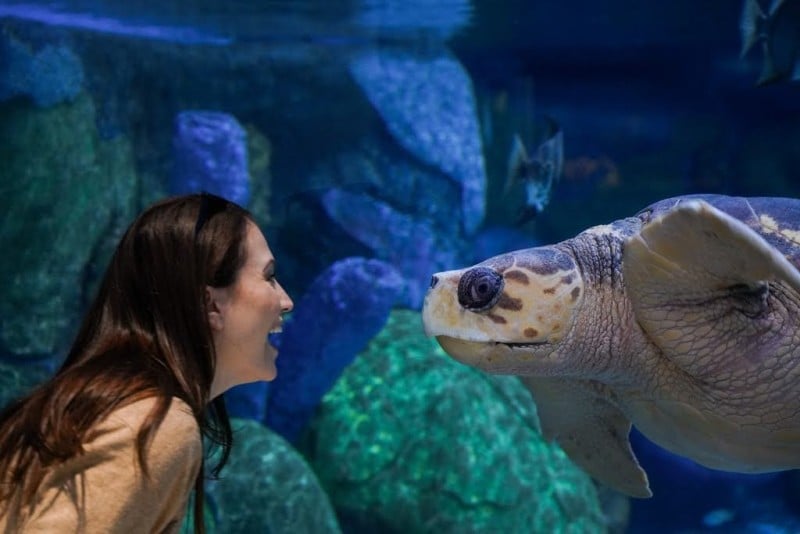 woman visiting turtle at oklahoma aquarium, for article on ok aquarium membership