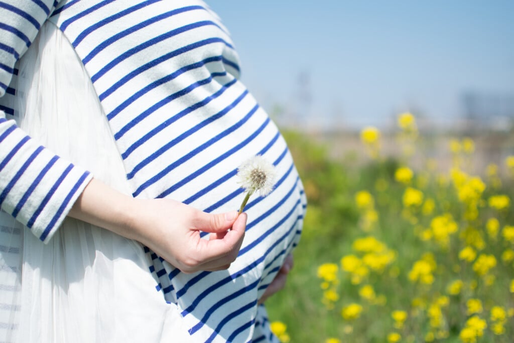 pregnant woman holds dandelion seed flower in field of yellow flowers, for article on pregnancy after loss