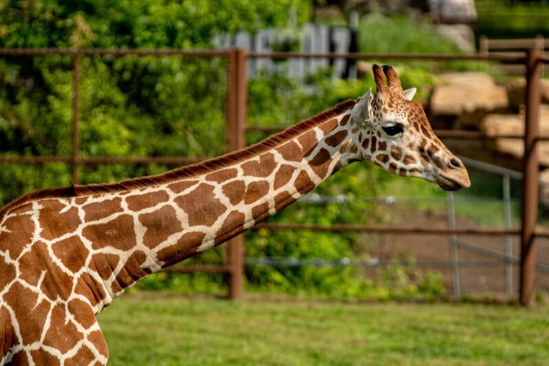 Tulsa Zoo Announces Giraffe Pregnancy - TulsaKids Magazine