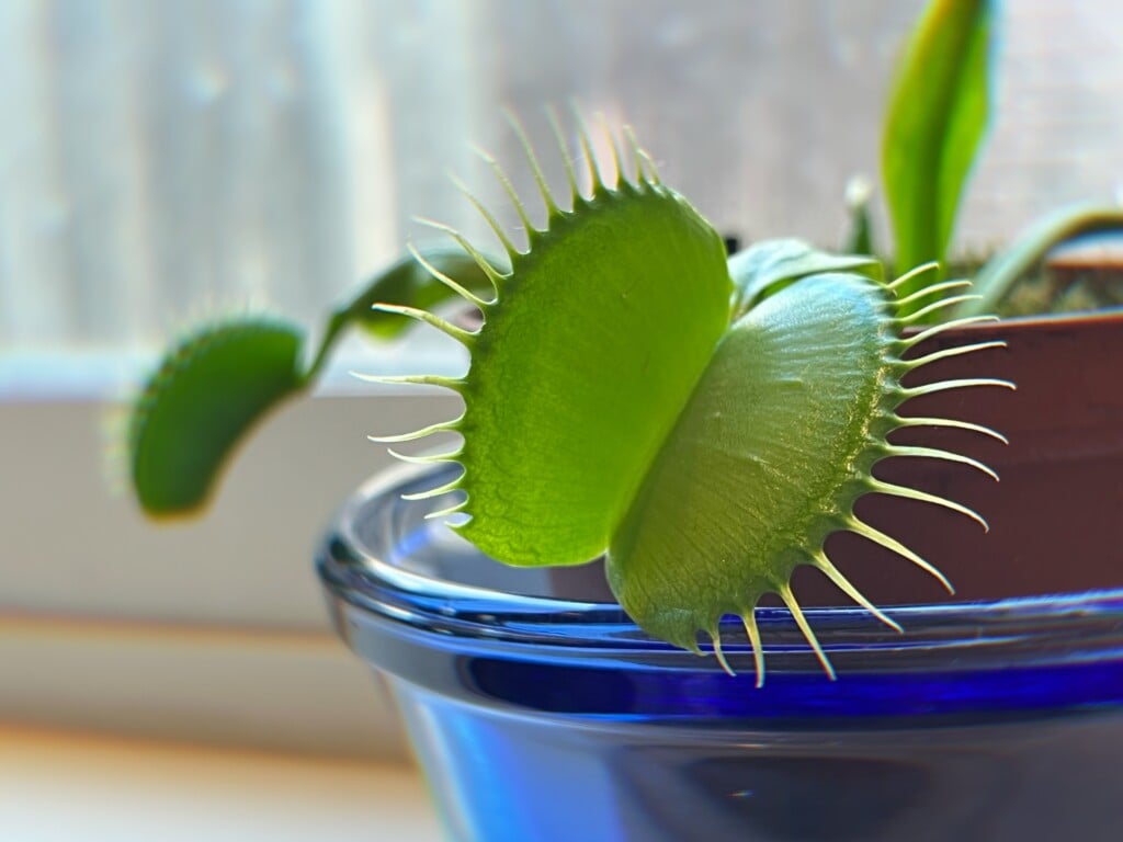 How to Care for a Venus Fly Trap